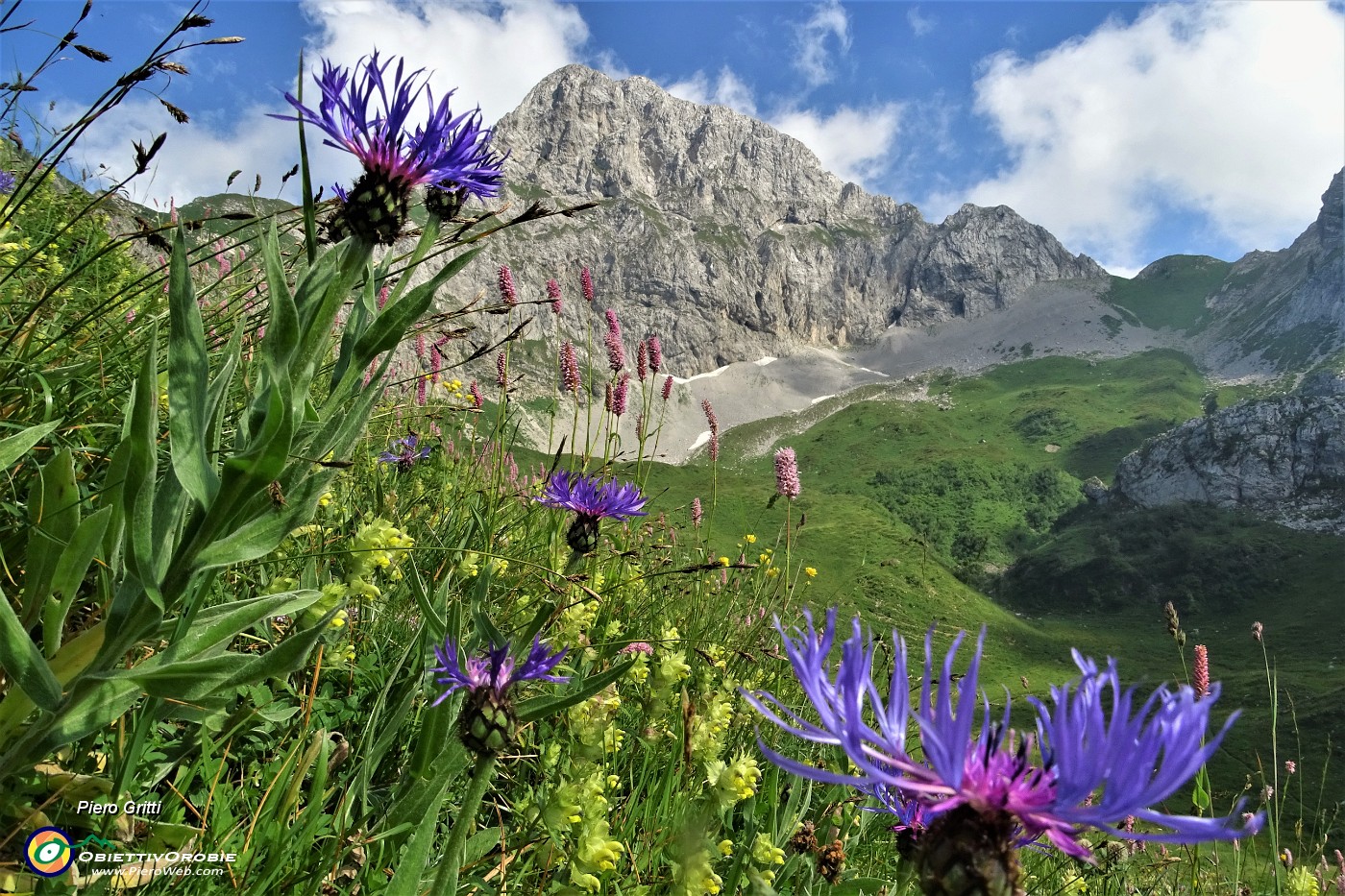 07 Fiordaliso alpino (Centaurea nervosa) con Corna Piana versante nord.JPG